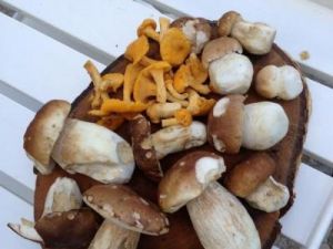 Funghi1.jpg