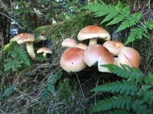 Funghi5.jpg