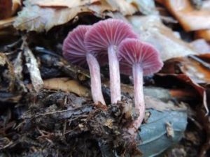 Funghi9.jpg